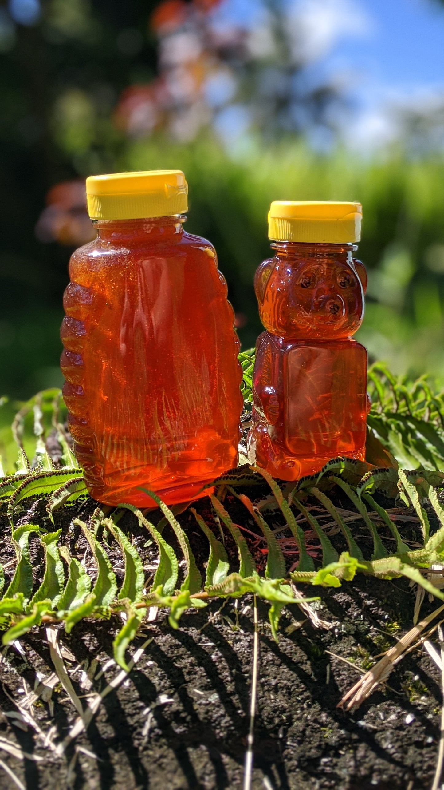 Macadamia Nut Honey