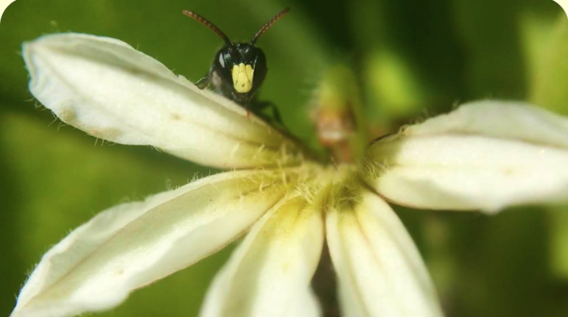 Acrylic Art Class with Ioanna! 4-24-26